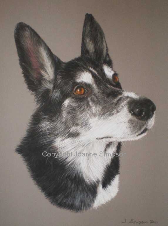German Shepherd/Border Collie pet portrait by Joanne Simpson